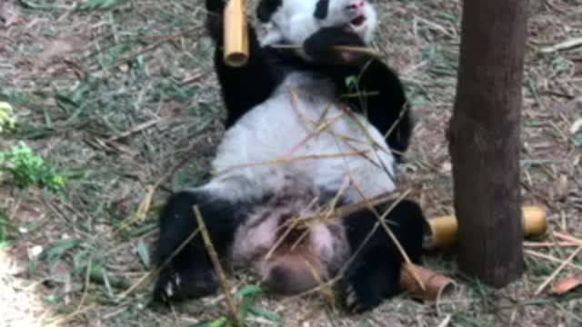 Panda showing how to eat and chill at the same time