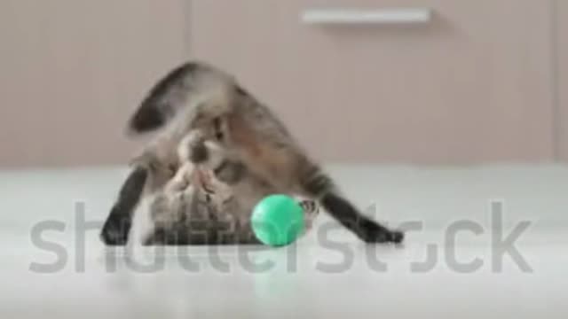 cat playing