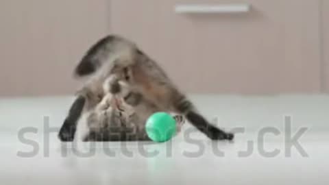 cat playing