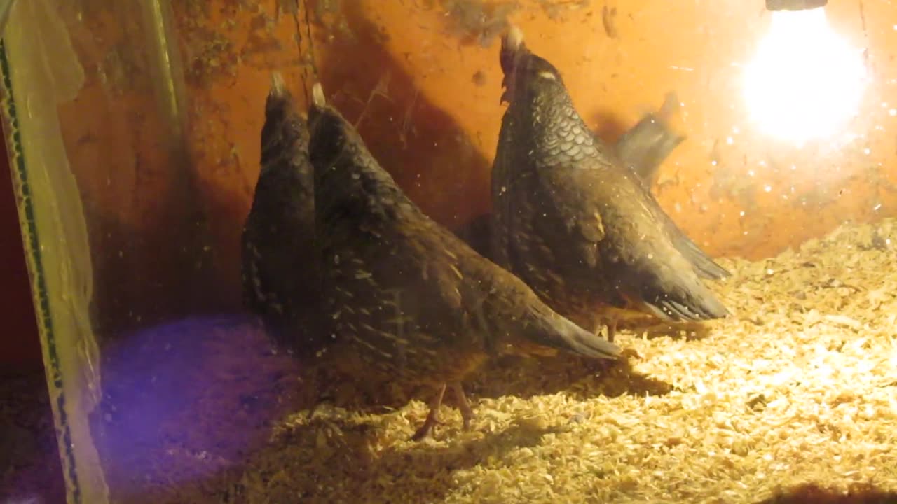 Brahma and cochin pullets (1)