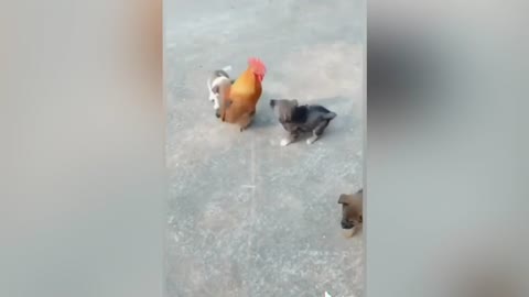 Chicken VS Dog funny fight dog #3 | funny montage