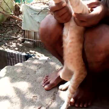 Indian cats enjoy the game a lot