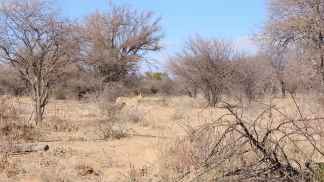 Tiger Jika passes with his flock