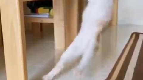 cat funny videos