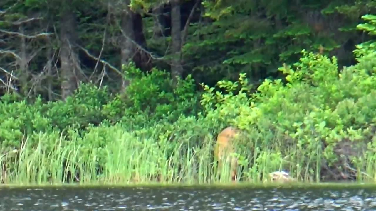 White-tailed deer