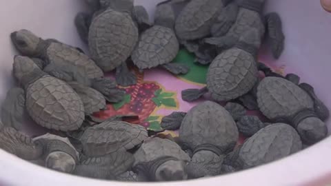 TURTLE SNACKS