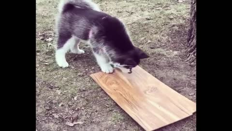 Husky Puppies funny compilation