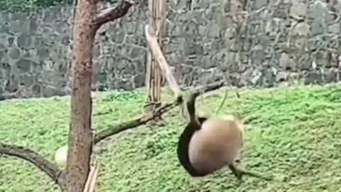 FUNNY PANDA FALLING OF TREES🤣.MUST WATCH!!!😂