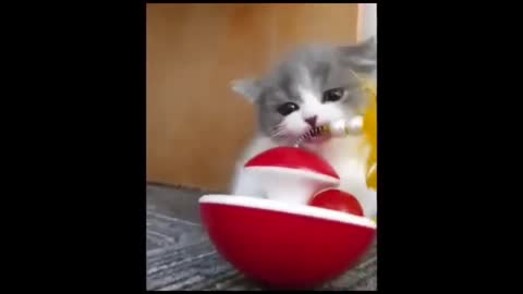 Cuty.. cat videos
