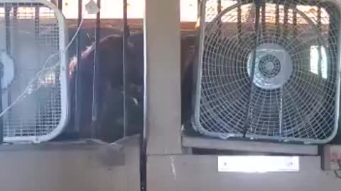 Horses not happy