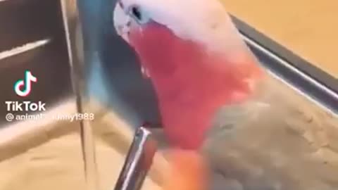 Bird 😝