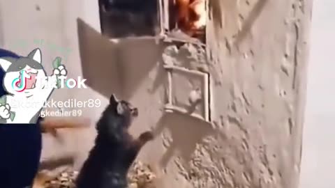 cats