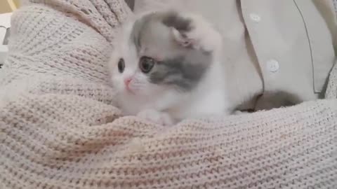 cute kitten videos short leg cat- KimsKennelUS