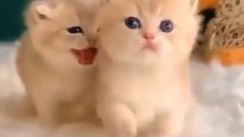 Baby Cats - Cute and Funny Cat Videos #cat#tiktok#shorts