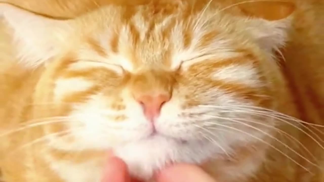 funny cute cat