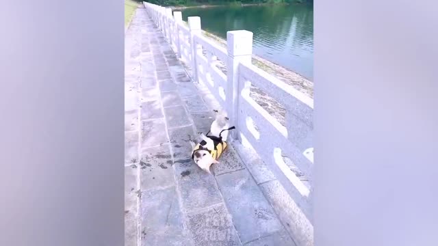 Funny Dog Videos: Pets That Are Just Too Stupid