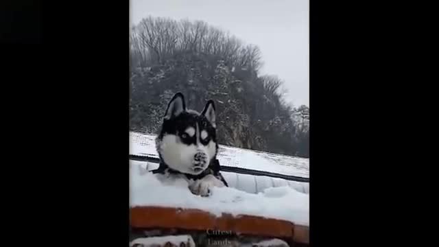 Do whatever it takes Not To Laugh To These Pets Compilation #3