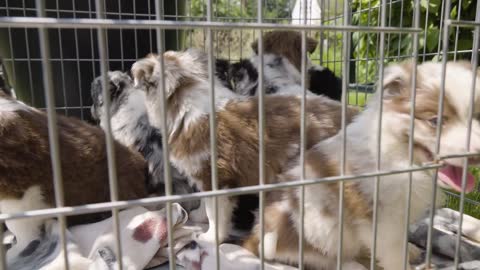 A group of puppies sit and walk around in a cage on grass - closeup