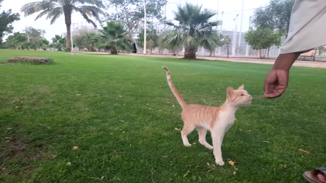 Introduction to Friendly Cat of the Park