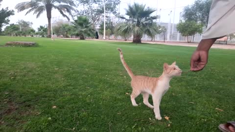 Introduction to Friendly Cat of the Park