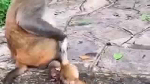 Monkey sad video