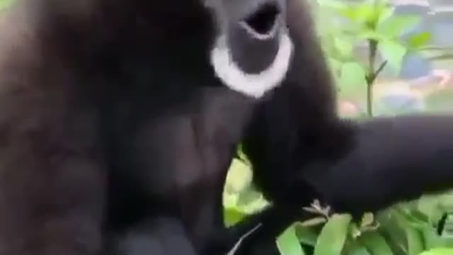 Alguém entende o que esse macaco quer dizer?