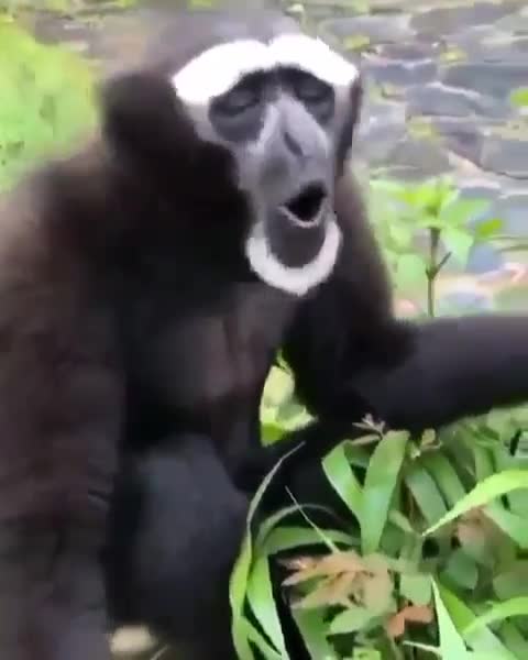 Alguém entende o que esse macaco quer dizer?