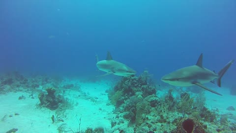 Shark Eats Go Pro 1080p