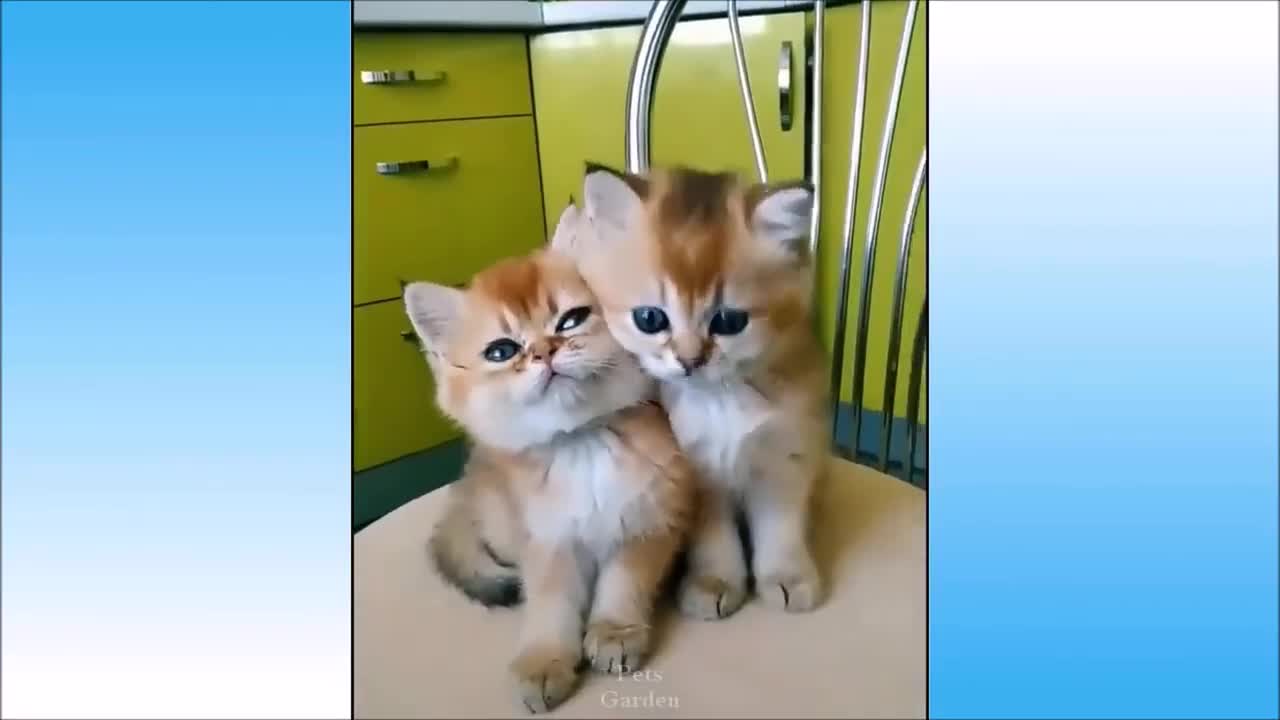 Cute and Funny Animals video 2021