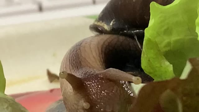 Snail eating lettuce