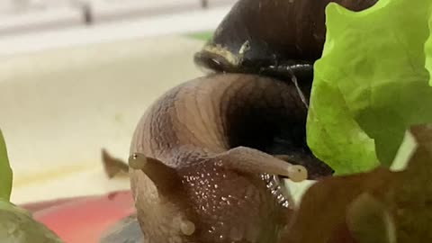 Snail eating lettuce