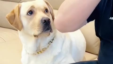 funny dog video