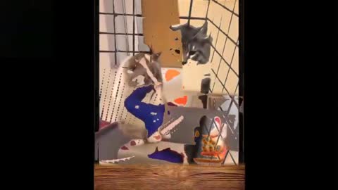 #cats cute# funny video#Animal love