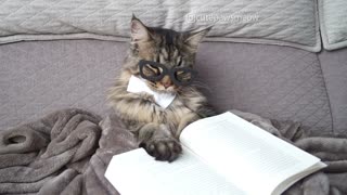 Gato nos representa a todos tratando de terminar un libro