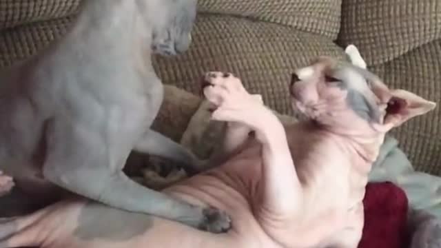 Sphynx Cats Leisure Time #Shorts