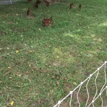 Chickens Move into their New Home! FREEEEEDOM!! ❤️🤍💙