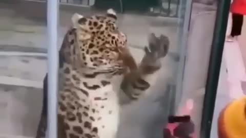 Kid and tiger playing at zoo