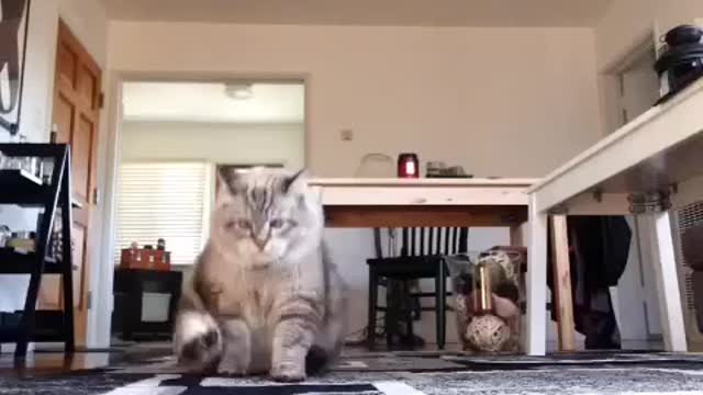 Funny Cat Shows Off His Clown-Style Walk