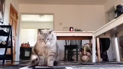 Funny Cat Shows Off His Clown-Style Walk