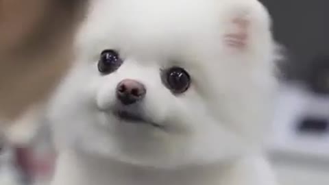 Cute dog WhatsApp status