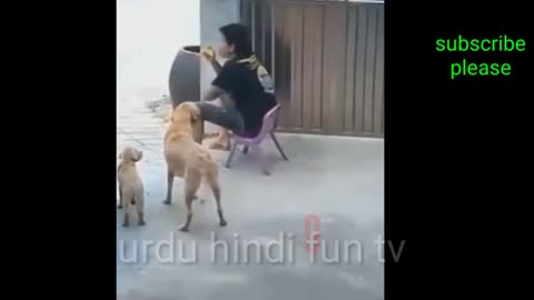 Funny animals 😋😍funny moments 🙂😋