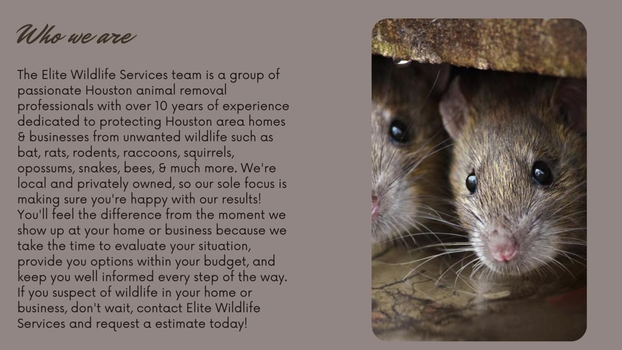 Rat Removal Houston - Elite Wildlife Services