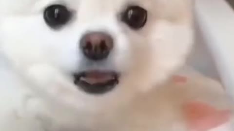 Cute puppy barking