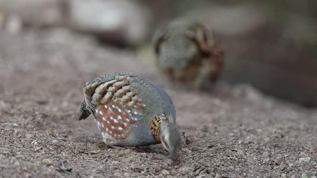 A pair of Rufous Throated Partridges Foraging