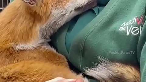 Animal love bond with owner