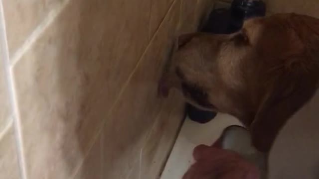 Dog licking peanutbutter from wall while bathing