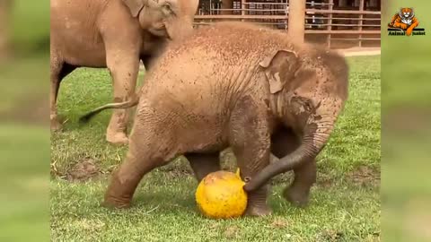 Baby Elephant playing