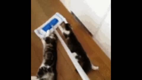 Gif video of cats taking a ride