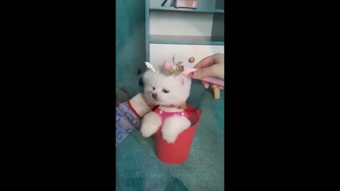 Funny and Cute Dogs Videos Compilation 2021_|08|_ #short