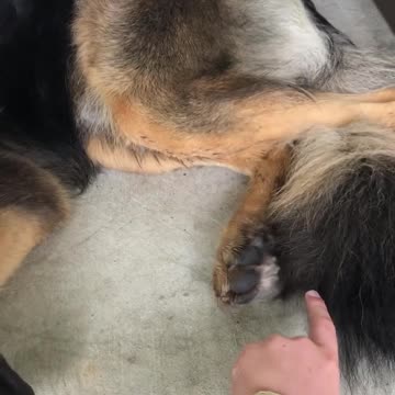 Dog Goes Crazy After Being Tickled